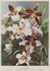 Odontoglossums 